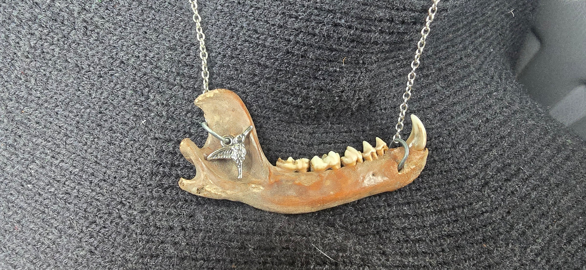 Opossum jaw necklace